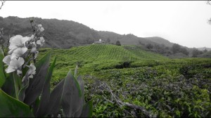 Green tea plantages 